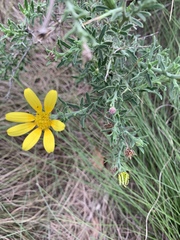 Osteospermum spinosum