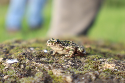 Lusitanian Parsley Frog