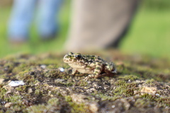 Lusitanian Parsley Frog photo 4