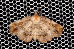 Pangrapta decoralis