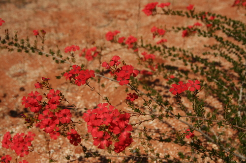 Pileanthus vernicosus
