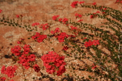 Pileanthus vernicosus