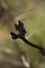 Macropidia fuliginosa, photograph author not stated, no rights reserved
