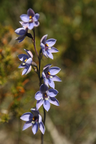 Image of Thelymitra campanulata by no rights reserved