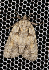 Acronicta ovata