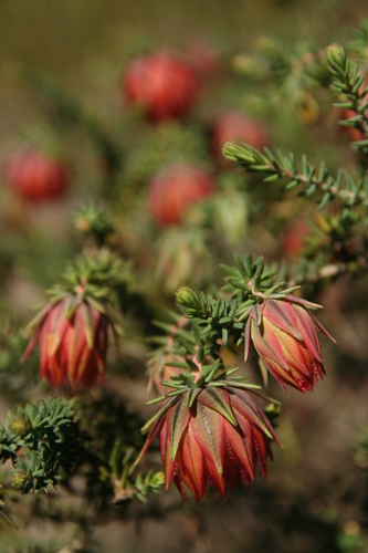 Image of Darwinia neildiana by no rights reserved