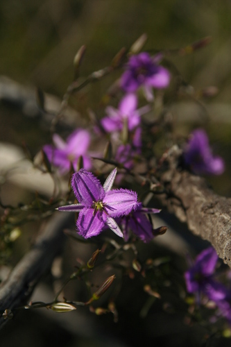 Image of Thysanotus manglesianus by no rights reserved