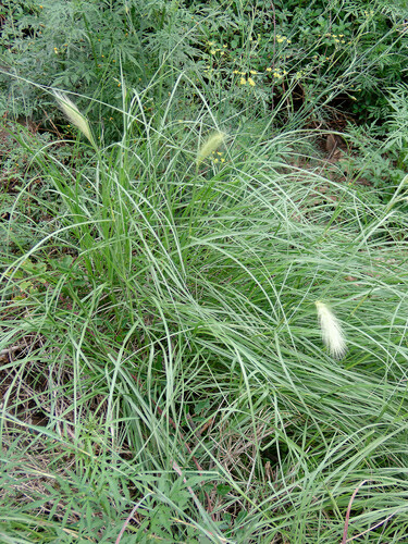 Feathertop (Cenchrus longisetus)