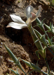 Dianthus monadelphus