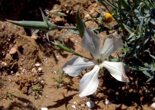 Dianthus monadelphus