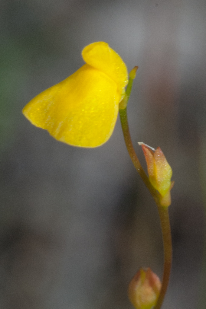 Utricularia guyanensis