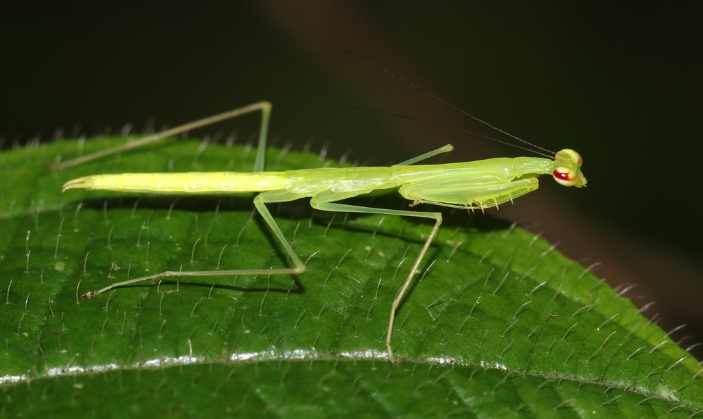 Aetaella