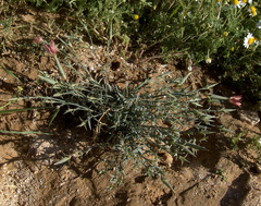 Dianthus monadelphus