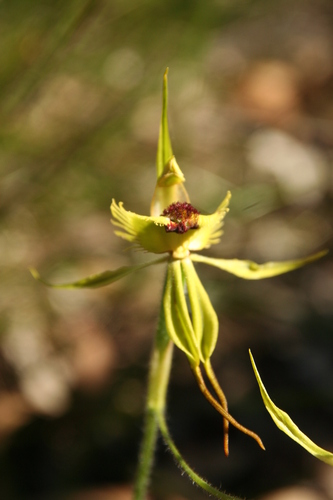 Image of Caladenia crebra by no rights reserved