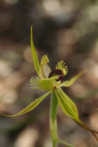 Image of Caladenia crebra by no rights reserved