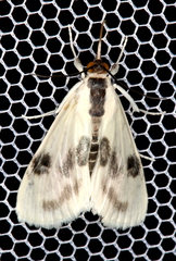 Cliniodes ostreonalis