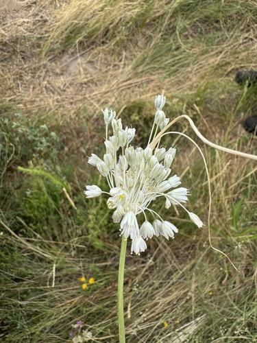 Image of Allium paniculatum by (c) Jesenia K., some rights reserved (CC BY)