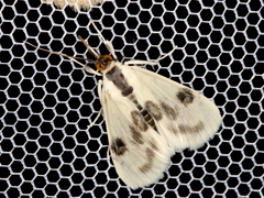 Cliniodes ostreonalis