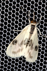Cliniodes ostreonalis