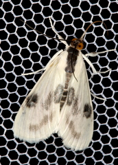 Cliniodes ostreonalis