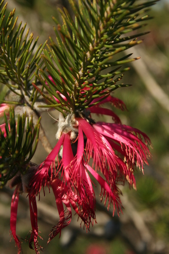 Image of Melaleuca rupestris by no rights reserved