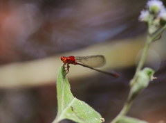 Pseudagrion pilidorsum declaratum