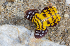 Dysphania subrepleta