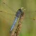 Keeled Skimmer - Photo no rights reserved, uploaded by Simon Tonge