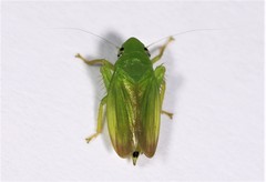 Neocoelidia tumidifrons