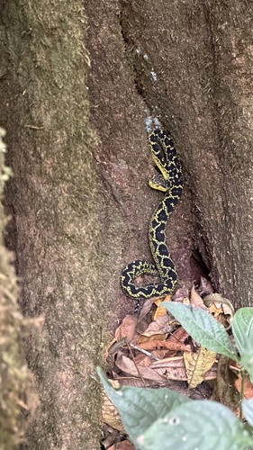 Matilda's horned viper