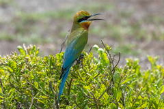 Blue-Tailed Bee-Eater photo 3
