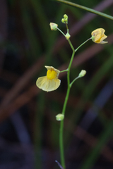 Utricularia hispida