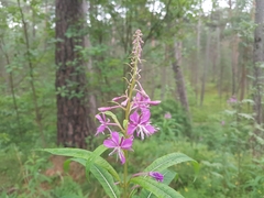 Chamaenerion angustifolium