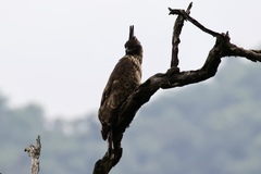 Nisaetus nipalensis