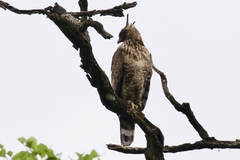 Nisaetus nipalensis