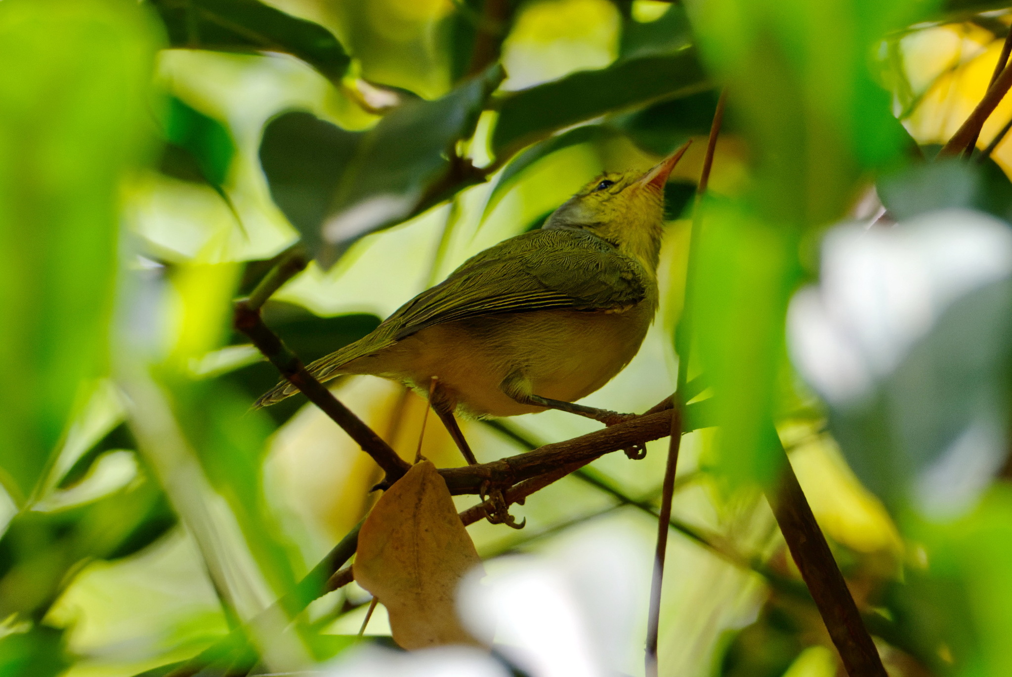 Common Jery (Neomixis tenella), photo 6