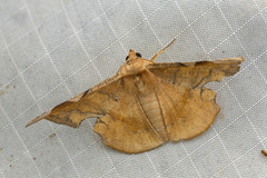 Fascellina castanea