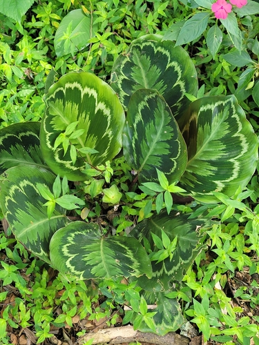 Goeppertia veitchiana