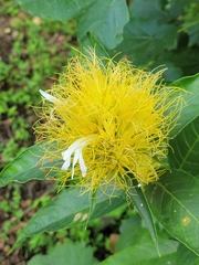Justicia croceochlamys, photograph author not stated, no rights reserved