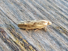 Eucosma olivaceana