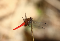 Orthetrum testaceum soembanum