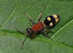 Trogaspidia soror