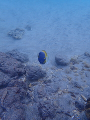Acanthurus leucosternon