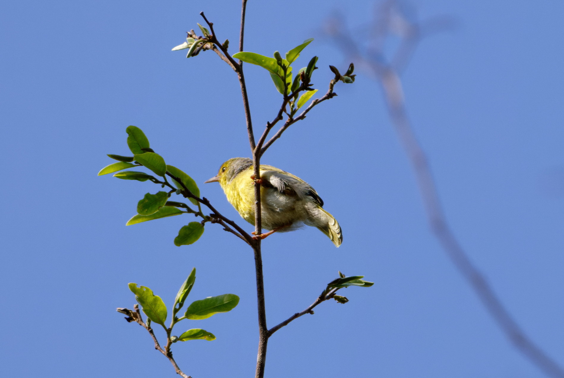 Common Jery (Neomixis tenella), photo 5
