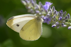 Pieris mannii