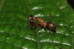 Hapalopezella maculata