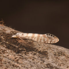 Nectopsyche exquisita