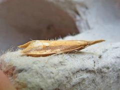 Donacaula melinellus