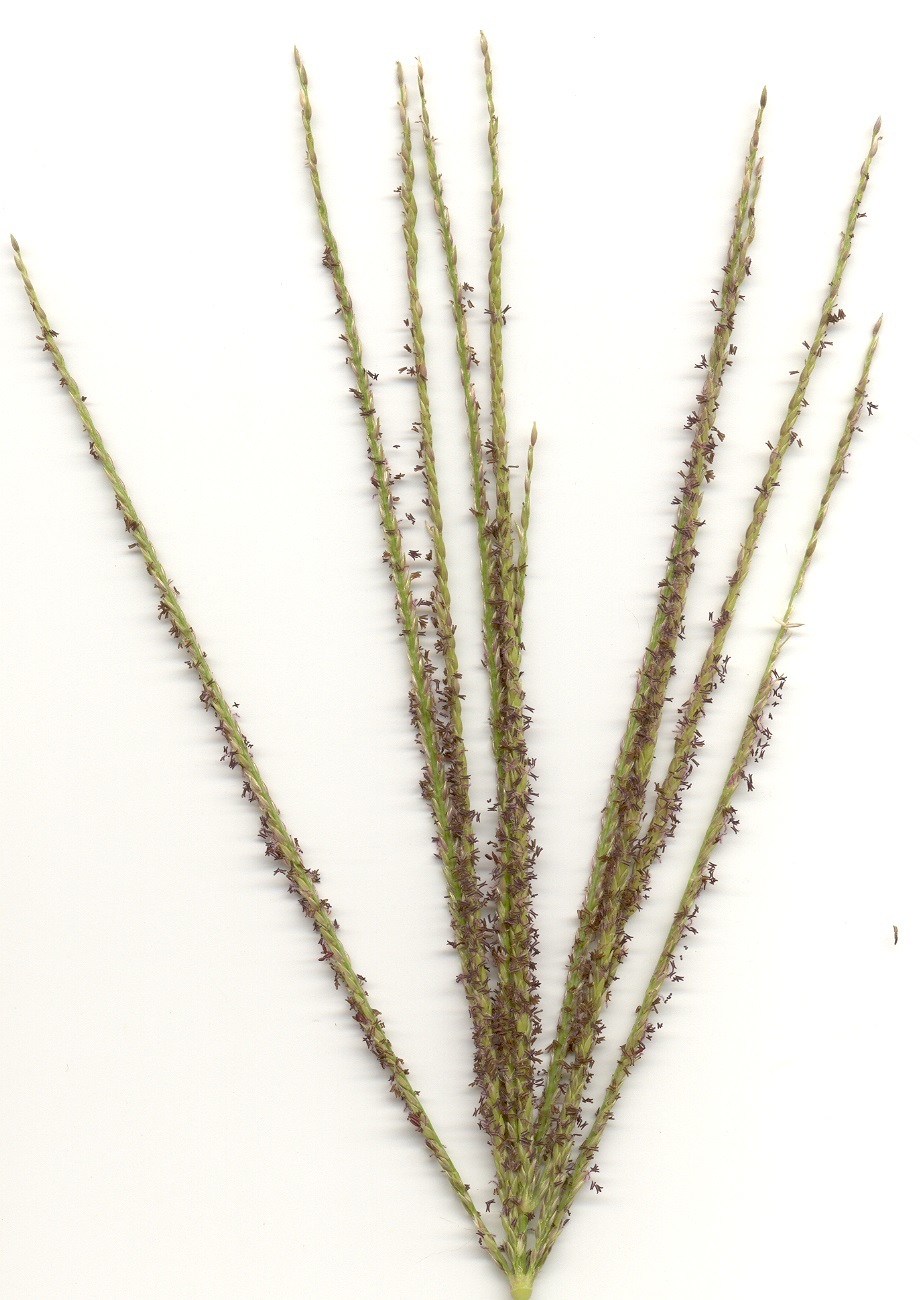 Digitaria natalensis