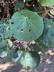 Hibiscus tiliaceus tiliaceus